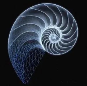 Nautilus wireframe